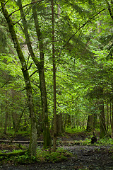 Image showing Wet deciduous stand of Bialowieza Forest
