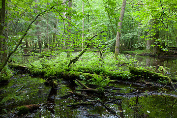 Image showing Springtime deciduous forest with standing water