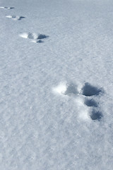 Image showing Tracks in the snow