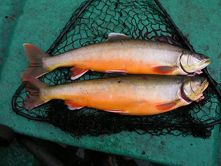 Image showing Fresh fish