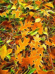 Image showing abstract autumn background