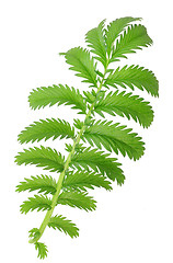 Image showing One green leaf