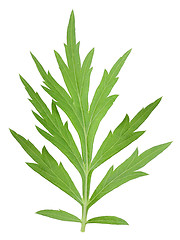 Image showing One green leaf