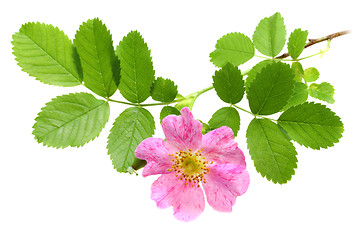 Image showing Branch of dog-rose