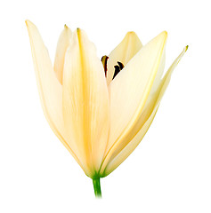 Image showing One white-yellow lily