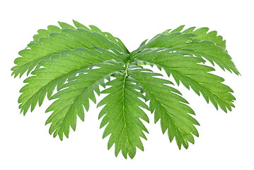 Image showing One green leaf