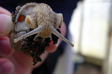 Image showing Snail