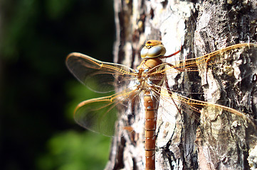 Image showing Dragon-Fly