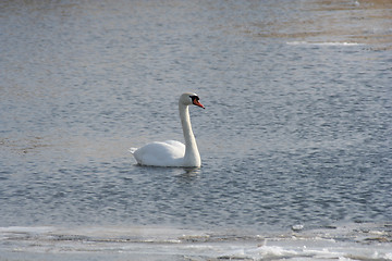 Image showing Swan