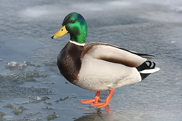 Image showing Duck