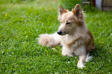 Image showing Dog lying on grass