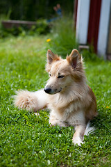 Image showing Dog lying on grass