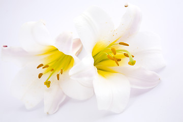 Image showing White Lilies