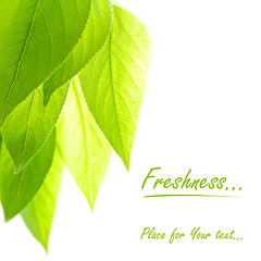 Image showing Freshness