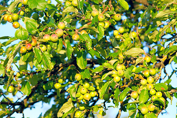 Image showing Unripe fruits