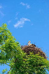 Image showing Stork in the nest