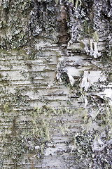 Image showing Tree bark texture background 