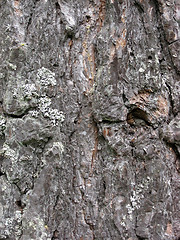 Image showing Tree bark texture background 