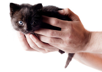 Image showing Little cute kitten