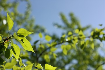 Image showing Branch of a tree with young leaves on a background of the blue sky