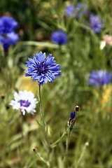 Image showing Cornflower