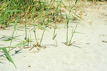 Image showing plants on the sand