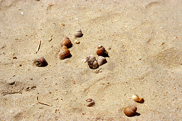 Image showing seashell