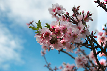 Image showing Almond blossom