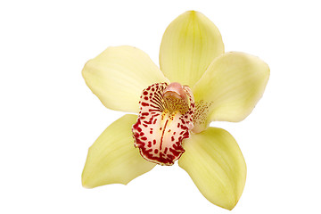 Image showing closeup of yellow orchid 