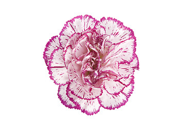 Image showing blooming carnation flower
