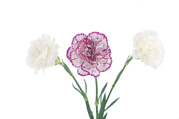 Image showing white and pink blooming carnation flowers