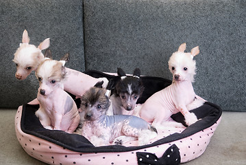 Image showing chinese crested puppy dogs