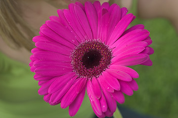 Image showing Flower Girl