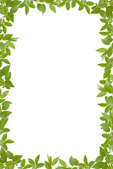 Image showing green leaves frame 