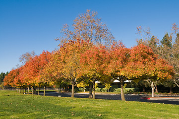 Image showing Autumn colors