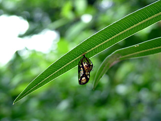 Image showing chrysalis