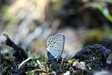 Image showing Cranberry Blue (Plebeius optilete, Vacciniina optilete)