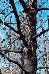 Image showing Forest fire