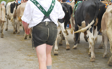 Image showing viehscheid cows