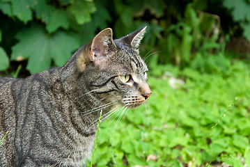 Image showing hunting tabby cat