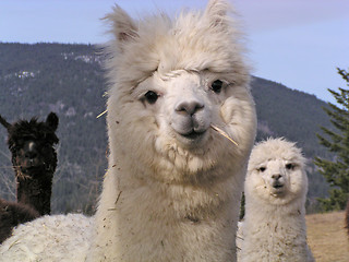 Image showing alpacas in Canada