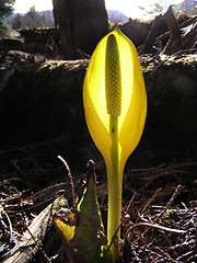 Image showing skunk cabbage in the marsh