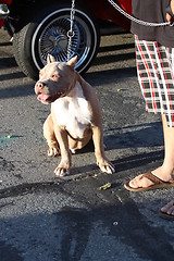 Image showing Pitbull Dog