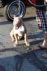 Image showing Pitbull Dog