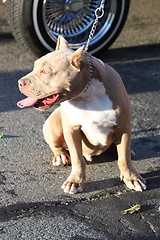 Image showing Pitbull Dog