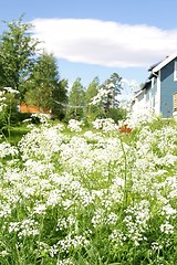 Image showing Cow parsley