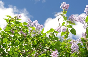 Image showing Lilac