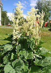 Image showing Rhubarb