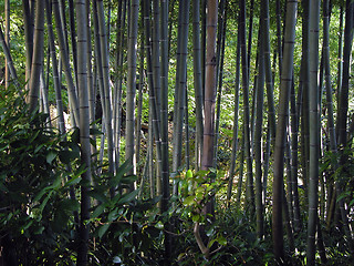 Image showing Bamboo Forest