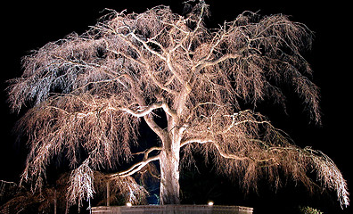 Image showing Night Old Cherry Tree